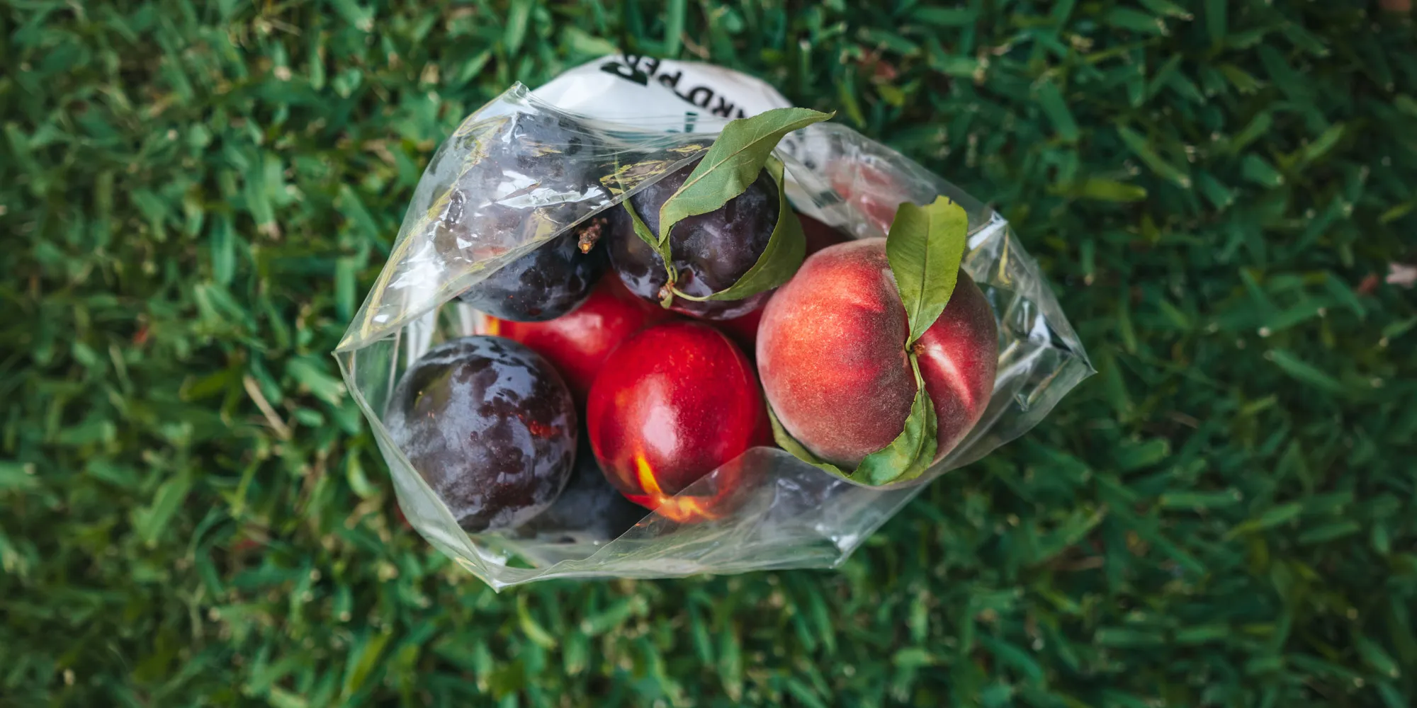 Bag of plums and nectarines after fruit picking in Perth