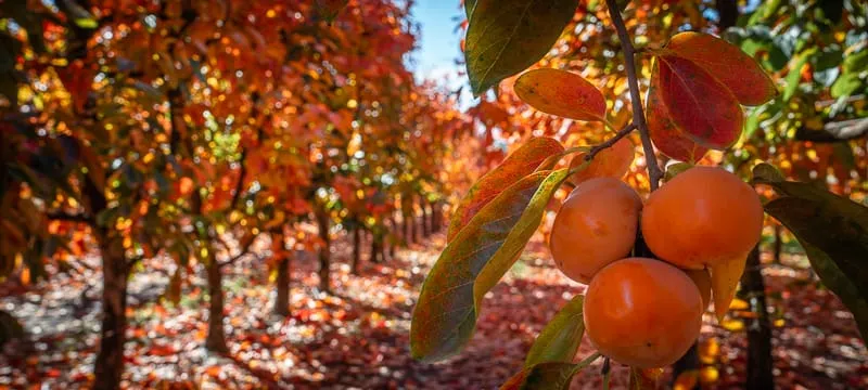 Golden persimmon trees in autumn at Raeburn Orchards in Roleystone.
