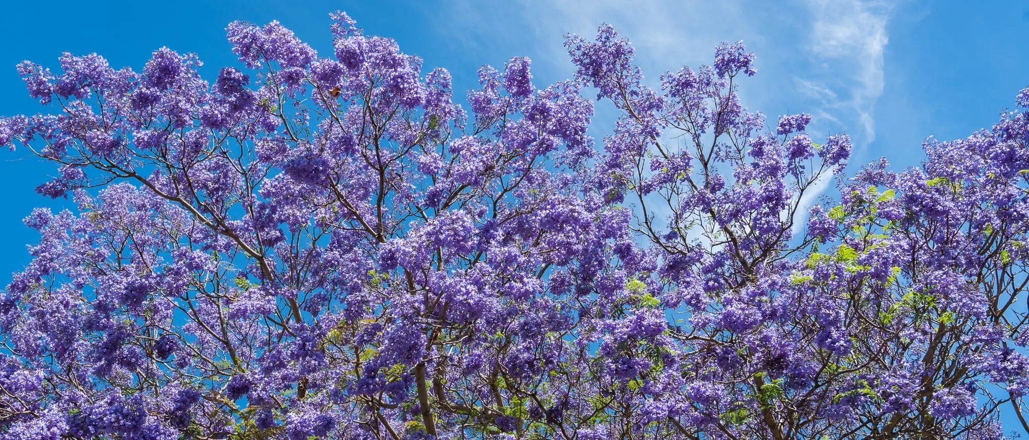 Purple jacaranda blooms lining the streets of Perth in spring.