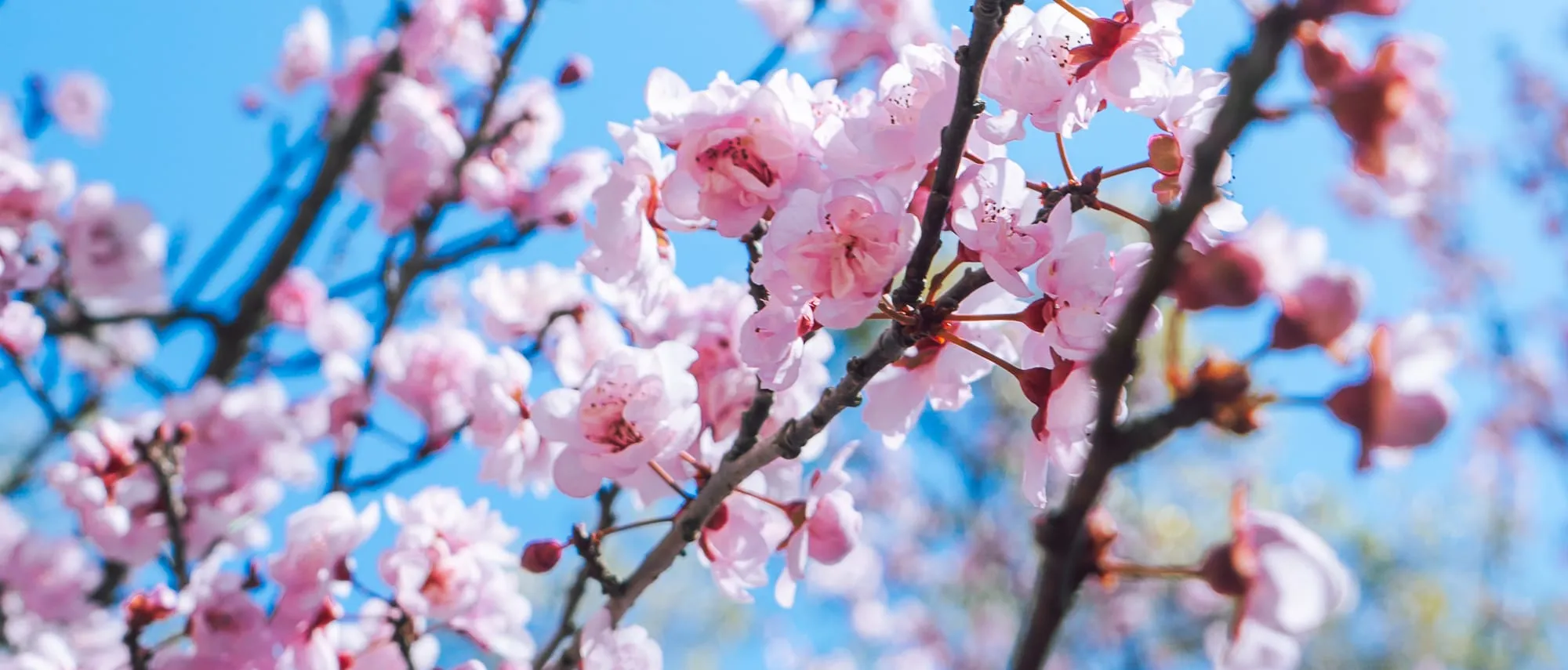 Blooming wildflowers and sunny spring days, the best of the season in Perth.