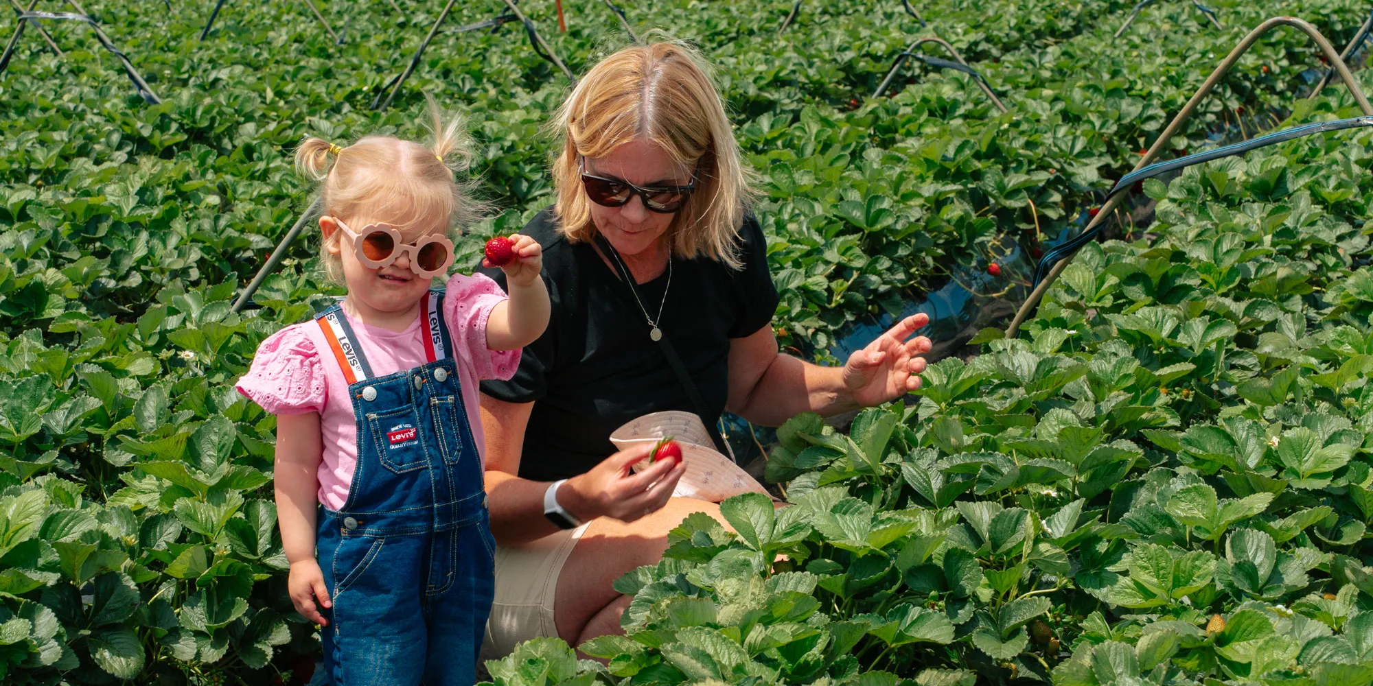 Freshly picked strawberries from one of Perth's pick-your-own farms.