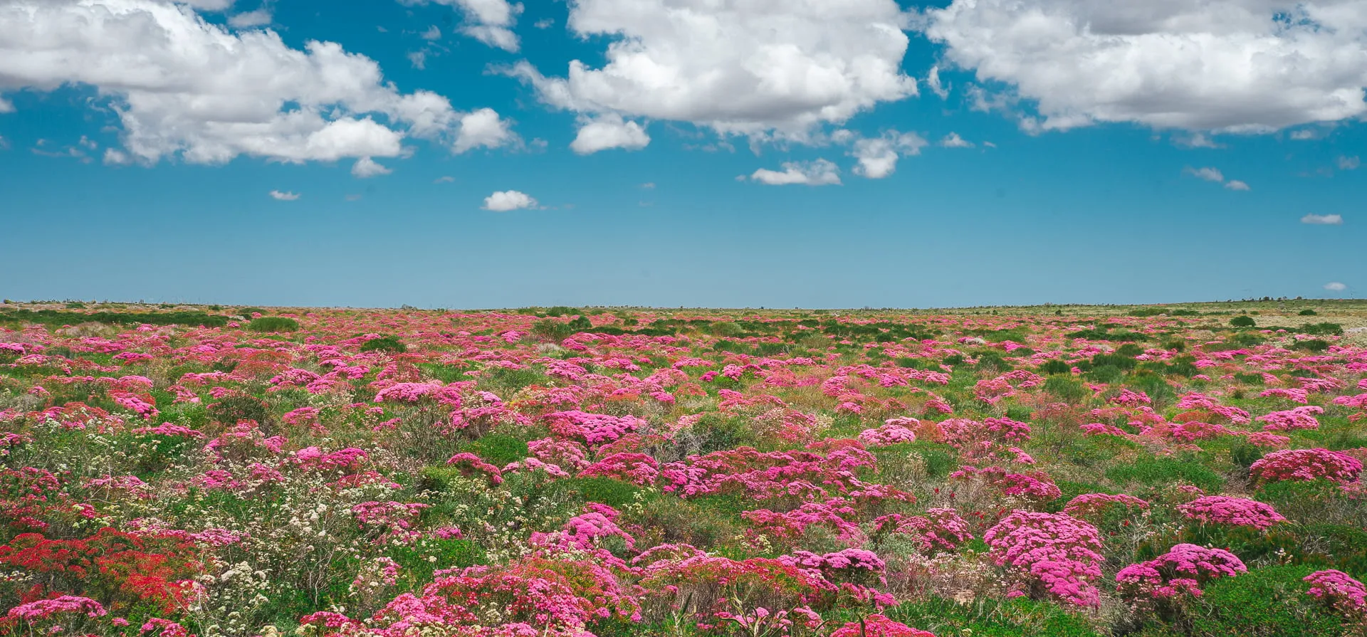 Carpets of Western Australian wildflowers in the state's midwest region.