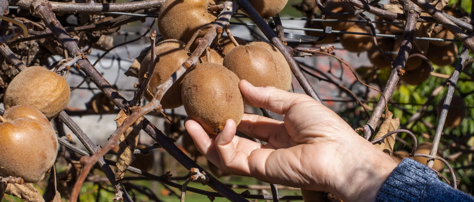Looking for a wholesome winter experience fruit picking in Perth? This charming orchard offers pick-your-own kiwifruit in the Perth Hills.