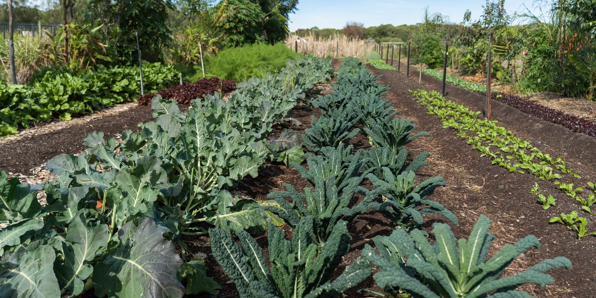 Market gardens growing produce at one of the best farm experiences in Perth